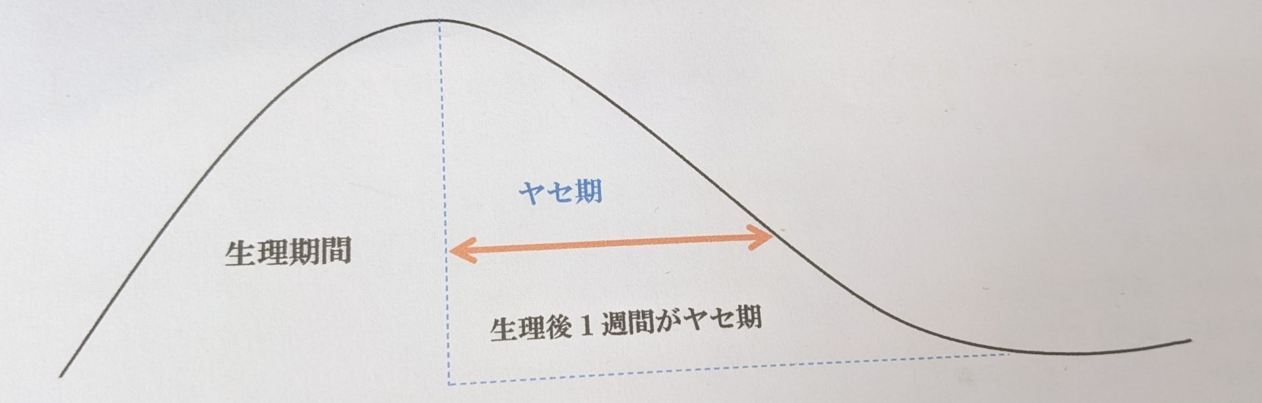 体重が落ちやすい期間とは?