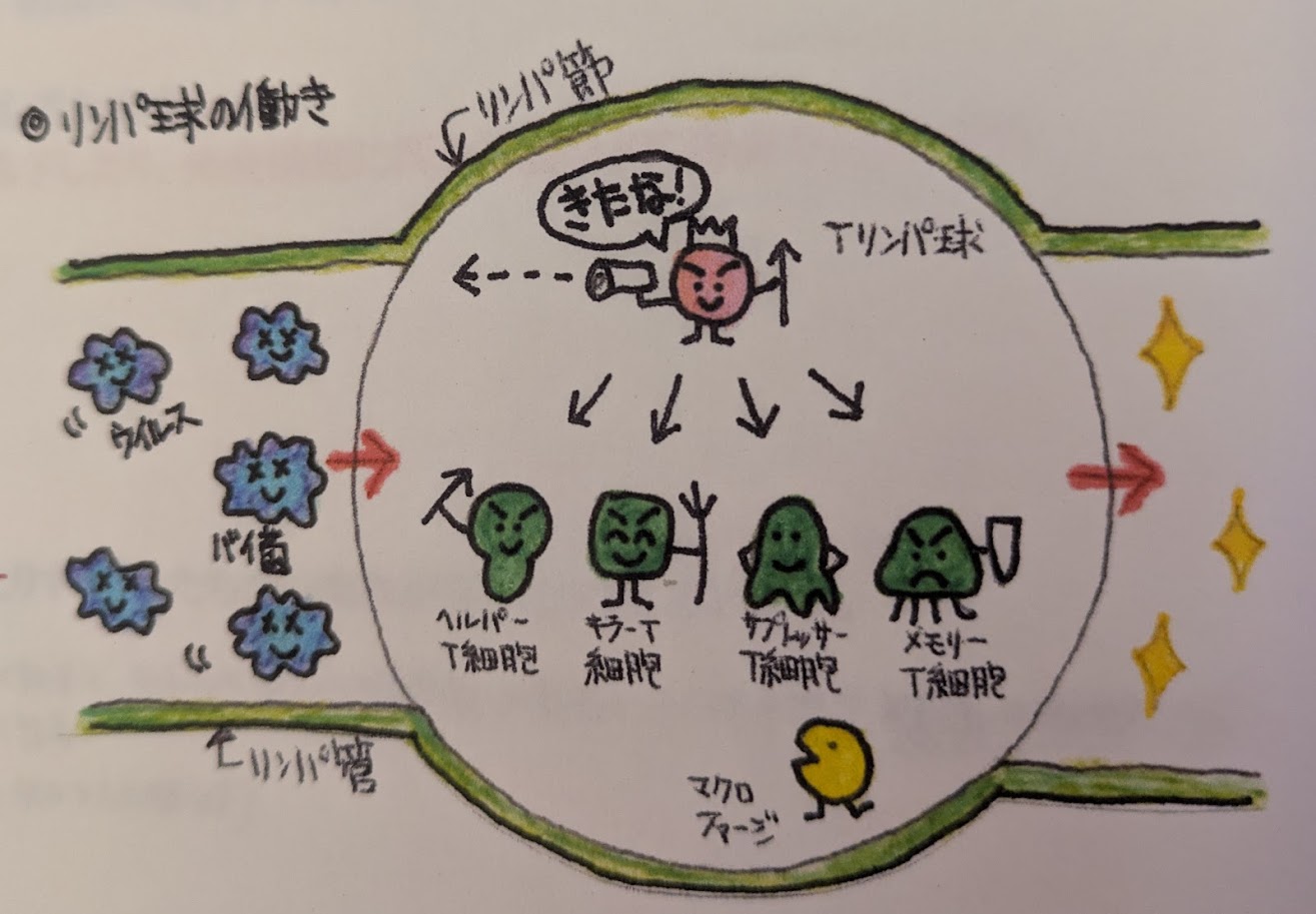 リンパは病気から体を守っています