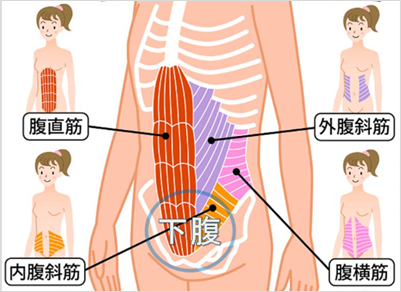 「下腹を鍛える」と・・・