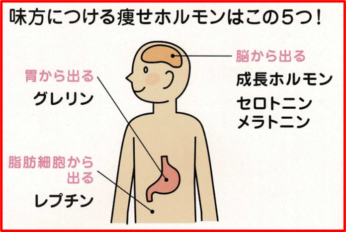 睡眠不足が続くと太りやすくなります!!